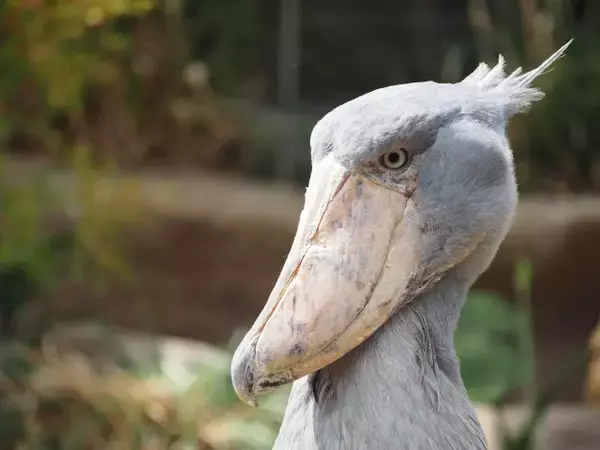 「頭隠して尻隠さず…？」ハシビロコウの“隠れ方”に「お顔は隠れてるからヨシ！」「ジャストフィット」