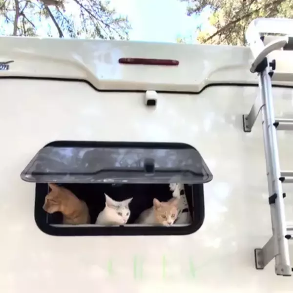 キャンピングカーの助手席で眠る猫＆犬が尊い「夢の世界やわ」「ニャンピングカー幸せですね」