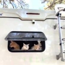 キャンピングカーの助手席で眠る猫＆犬が尊い「夢の世界やわ」「ニャンピングカー幸せですね」