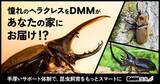 「ＤＭＭ、カブトムシ・クワガタ通販サービス開始　「DMM昆虫」ヘラクレスオオカブトなど飼育・繁殖・標本までサポート」の画像1