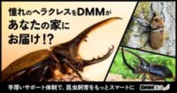 ＤＭＭ、カブトムシ・クワガタ通販サービス開始　「DMM昆虫」ヘラクレスオオカブトなど飼育・繁殖・標本までサポート