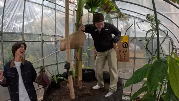 『鉄腕DASH』新宿でカカオ栽培　“班長”松田元太、松島聡＆篠塚大輝と激闘75日間