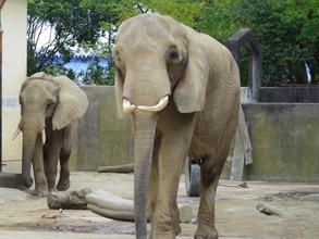 【令和8年熊本地震】熊本市動植物園、3日間限定で無料開園実施へ「被災した子どもたちの心のケアを図るとともに…」
