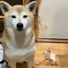 何故か雪が降る日だけ…”襖“破壊で現行犯逮捕された柴犬「やっちまった感すごい」「堂々としていて潔い」