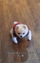 ”構って“が独特すぎるポメラニアン…長い時は５分くらい、貫禄たっぷりのガン見に「これは横綱」