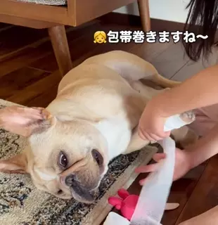 幼稚園児にお医者さんごっこでされるがままのワンちゃん「こんなに無抵抗な犬見たことないwww」「患者様もさすがの名演技」