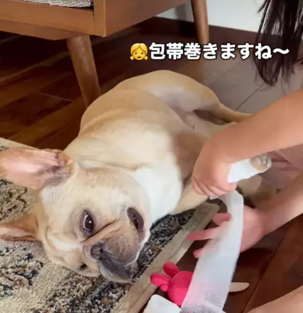 幼稚園児にお医者さんごっこでされるがままのワンちゃん「こんなに無抵抗な犬見たことないwww」「患者様もさすがの名演技」