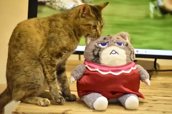 ネコたちが映画試写会に参加　狩りの映像を目で追い、モニターの裏を確認する姿も