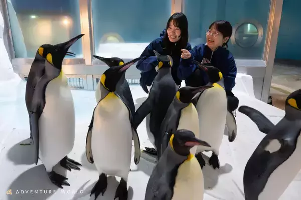 ペンギンの秘密エリアに潜入→息遣い感じるほど超接近　和歌山アドベンチャーワールドで限定開催【概要】