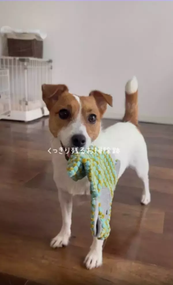 【まさかの特技】おもちゃで床拭き…見事なラインを残す“お掃除犬”に2.1万いいね　飼い主が「実は恥ずかしかった」理由とは？