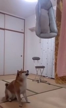 「返してもらっていいですか…」洗濯中のベッドに“抗議”する柴犬が93万再生「可愛いクレーマー笑」「おしゃべりできるのね」