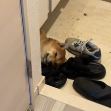 玄関の床でくつろぐ柴犬、クールベッドを買ったら翌日まさかの結末に…「お財布がひんやりしたね」「結局、床でいい」