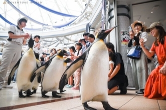 ペンギン、夕暮れパレード開催へ　アドベンチャーワールド「秋の夜間特別営業」シルバーウィーク4日間限定【概要】