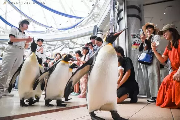 ペンギン、夕暮れパレード開催へ　アドベンチャーワールド「秋の夜間特別営業」シルバーウィーク4日間限定【概要】