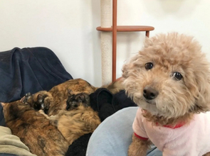 「犬は嫌そうです」“困り顔”に爆笑、ひとりで寝たい犬vs自由すぎる猫たち…愛情表現が尊くて泣きそう？