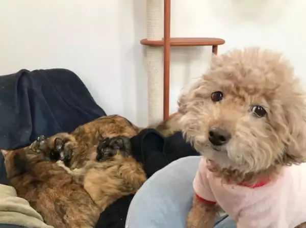 「犬は嫌そうです」“困り顔”に爆笑、ひとりで寝たい犬vs自由すぎる猫たち…愛情表現が尊くて泣きそう？