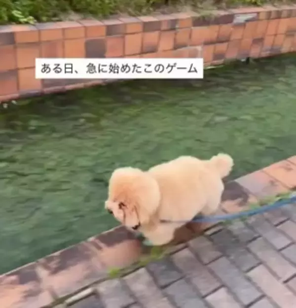 毎日律儀に“川スレスレ”を歩く犬、衝撃の結末は…「予想はしてたけど声出た」「不安で見てたら…やっぱり」