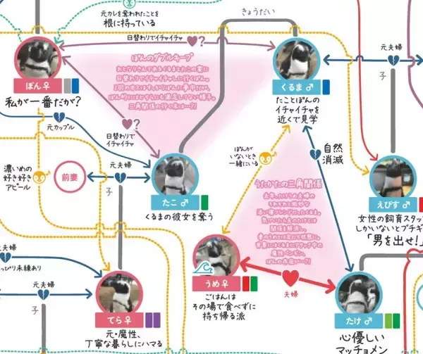 京都水族館のペンギン50羽、連ドラのような「最新相関図」　“おじ専”の恋→14歳差カップル誕生　“魔性の女”→“丁寧な暮らし”にハマる
