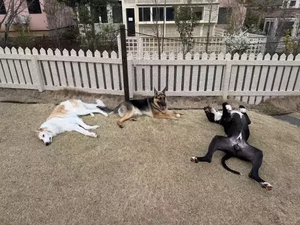 「絨毯のようにぺったんこ」「おっぴろげすぎ」大型犬3頭の“三犬三様”すぎる休憩姿に反響、飼い主は「いつも通りの光景」