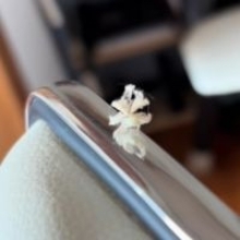 ホコリかと思ったら？ 突然歩き出した白いフワフワの正体に反響「妖精かと思った」「綿を運ぶアリかと思った」