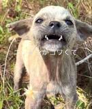 「捨てられたボロボロの子犬が激変、人間に心を許した瞬間に1700万回再生「こんなにお顔が変わるんですね」」の画像1