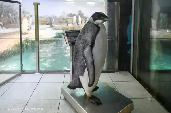 春… 和歌山・白浜のペンギン「44番」が親から“独立”　その一部始終が公開され反響「まだ小鳥みたいな声」「半分泣けて半分笑えました」