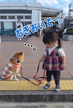 疲れて散歩拒否…？　2歳児にリードを引かれ“拒否柴”発動、疲れて座り込む柴犬に4.2万いいね