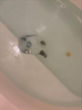 「噛まれたら死ぬやつ」知らぬ間に浴槽に沈む“危険生物”に母親驚愕…「お風呂も安全ではなくなりましたね」