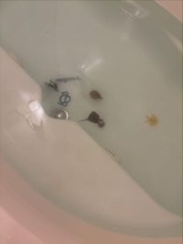 「噛まれたら死ぬやつ」知らぬ間に浴槽に沈む“危険生物”に母親驚愕…「お風呂も安全ではなくなりましたね」