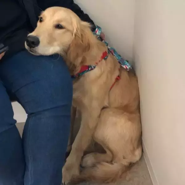 腫瘍かと不安に…愛犬の太もものしこり、獣医のまさかの診断結果に209万再生「筋肉だった」「ムッキムキなのね」