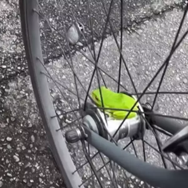 自転車のスポークに「カエル!?」　タイヤを乗りこなす姿に511万回超再生「SASUKEにあったよね」