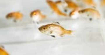 「世界初の成果」近畿大学、ノドグロの完全養殖に成功したと発表　飼育研究開始から約10年…経過＆今後の課題