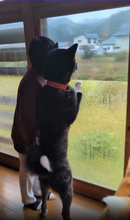特大秋田犬が2本足でぐいっと直立、飼い主と並んだら"ほぼ同身長"だった…「中に人が入ってる？」