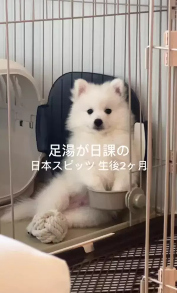 水を飲むかと思いきや…生後2ヵ月のスピッツが毎日欠かさず行う "謎行動" 「なんでー！？」「可愛すぎます」