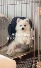 水を飲むかと思いきや…生後2ヵ月のスピッツが毎日欠かさず行う "謎行動" 「なんでー！？」「可愛すぎます」