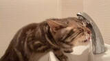 「まるで滝行…猫の衝撃的な水の飲み方に103万回再生「洗顔しながら水分補給」「ノーメル平和賞」」の画像1