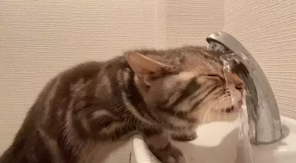 まるで滝行…猫の衝撃的な水の飲み方に103万回再生「洗顔しながら水分補給」「ノーメル平和賞」