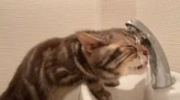 まるで滝行…猫の衝撃的な水の飲み方に103万回再生「洗顔しながら水分補給」「ノーメル平和賞」