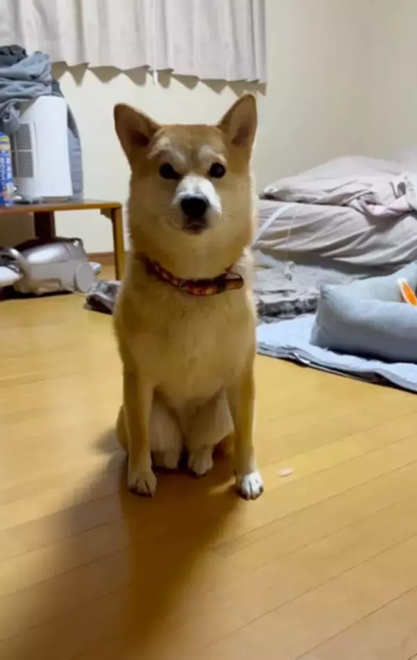 知人宅に預けた柴犬の“ネコ化”が進行… 愛犬のありえない仕草に「犬がやるの初めて見た」「猫に憧れたのかな？」