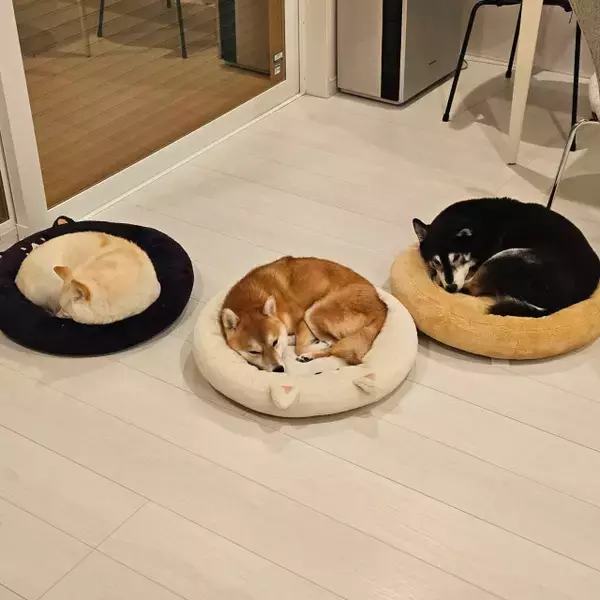 見事に3色3柴...自分と真逆の色のベッドに寝る柴犬トリオ「自分の色を選んだときは”777“レベルの当たり」