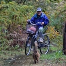 「待ってたよ！」　おじいちゃんを“小走り”でお出迎えする猫にほっこり「尻尾から嬉しさ爆発」「ふたりとも愛おしい存在」