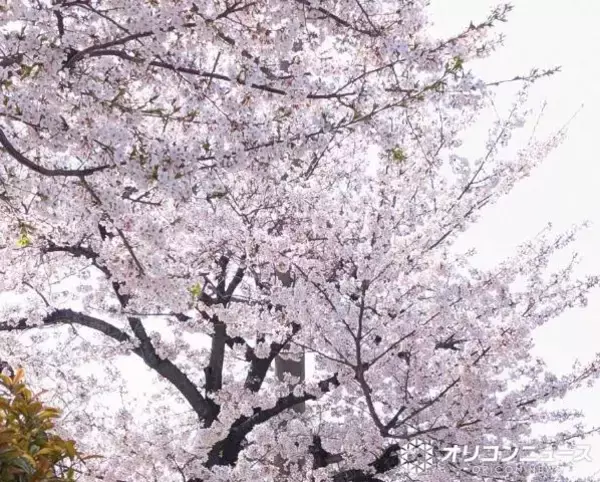 開成高校「2026年度大学入試結果」を公表　東大の合格者数は「198」…現役は「143」