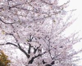 開成高校「2026年度大学入試結果」を公表　東大の合格者数は「198」…現役は「143」