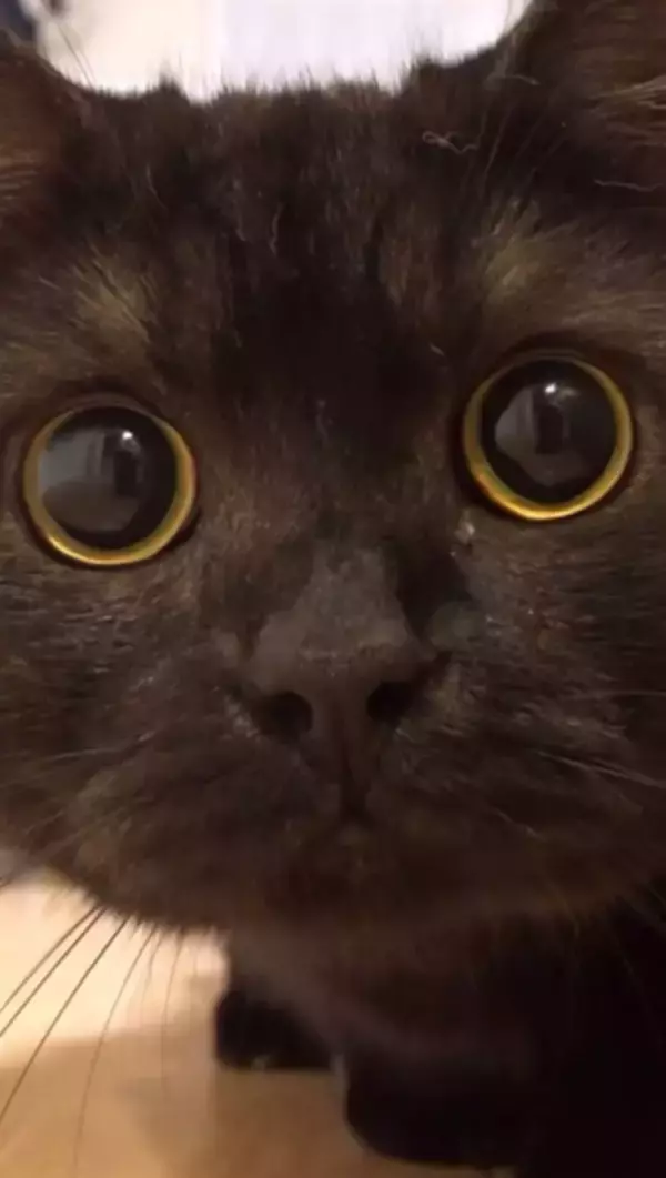 じっと見つめる好奇心旺盛な黒猫に329万回再生「最高のどアップ」「まんまるお目目、超可愛い」