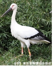 東武動物公園、コウノトリ飼育へ　園内初、野生は一度絶滅の希少種