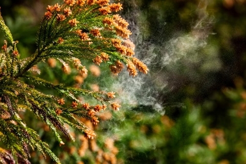 花粉症の季節…「なぜスギを植えているの？」農林水産省が解説