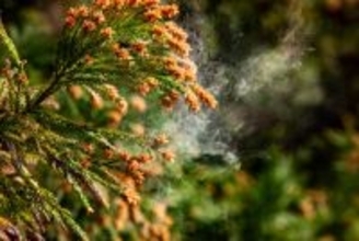 花粉症の季節…「なぜスギを植えているの？」農林水産省が解説