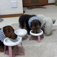 ご飯のたびになぜか”お友達”を連れてくる犬と見守る同居犬…「みんなで食べたら美味しいね」