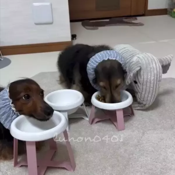 ご飯のたびになぜか”お友達”を連れてくる犬と見守る同居犬…「みんなで食べたら美味しいね」