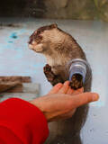「四国水族館、「コツメカワウソのふれあい体験」を正式プログラムとして開始　昨年12月期間限定で開催→通年で継続決定」の画像1